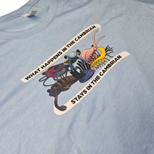 What Happens in the Cambrian