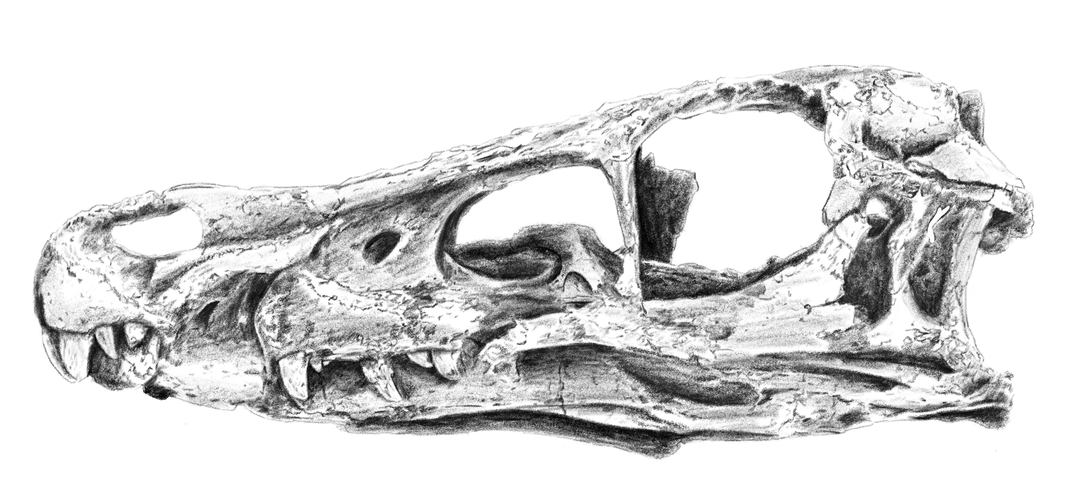 Velociraptor Skull - Image 3